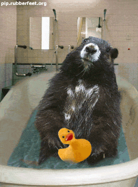ours dans son bain