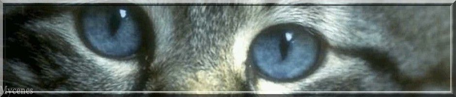 yeux de chats