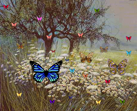 images scintillantes papillons